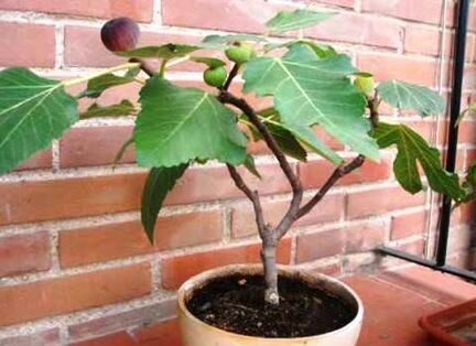 Инжир комнатный Сочинский, Далматика, Медовый др