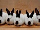 Кролики колифорнийской породы