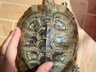 Черепаха объявление продам