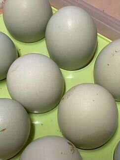 Инкубационное яйцо Амераукана, вывод цыплят