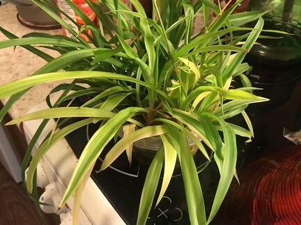 Хлорофитум